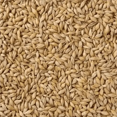 Купить Ячмень фуражный оптом ТОО AltaiEXPORT - оптовый поставщик пшеницы и подсолнечного масла из Казахстана